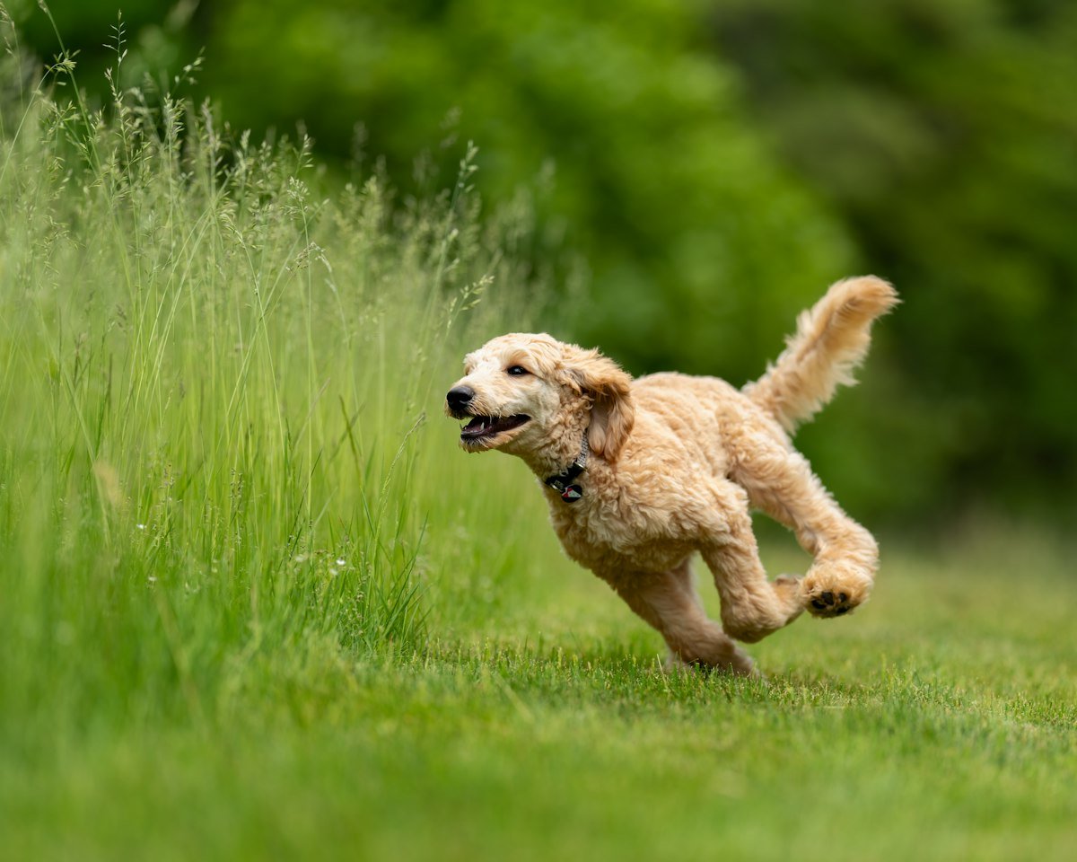 Perro en movimiento durante una actividad al aire libre
