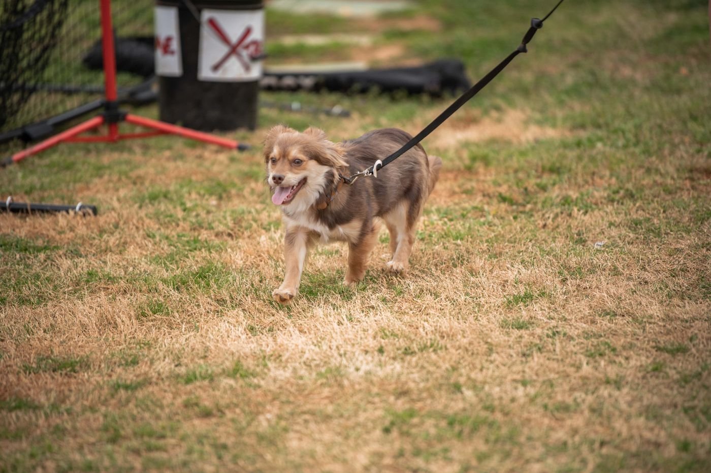Perro feliz disfrutando un paseo en el parque