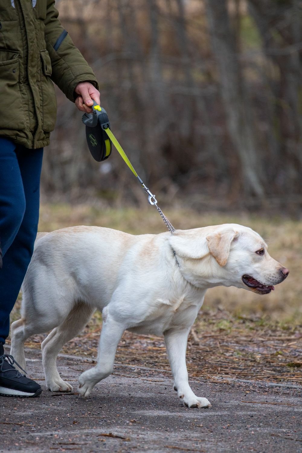 Perro paseando en un área residencial, imagen ilustrativa